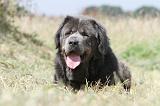 DOGUE DU TIBET 034